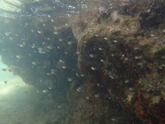 Pempheris rhomboidea