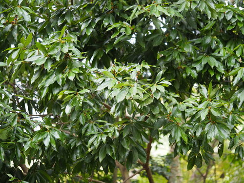 Image of Neolitsea konishii by no rights reserved