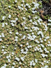 Junellia minima