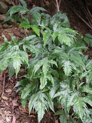 Tectaria subtriphylla