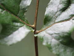 Tectaria subtriphylla