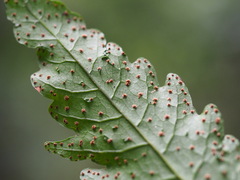Tectaria subtriphylla