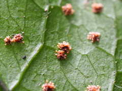 Tectaria subtriphylla