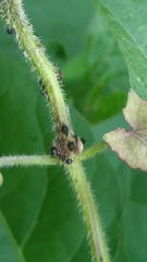 Aphis gossypii