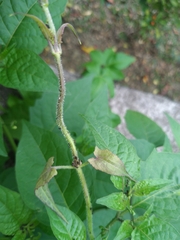 Aphis gossypii