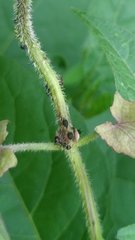 Aphis gossypii
