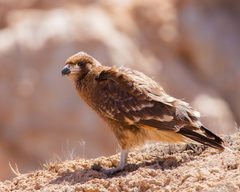 Daptrius megalopterus