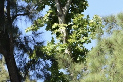 Platanaceae