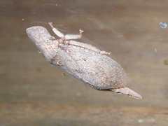 Ledromorpha planirostris