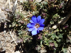 Gentiana arisanensis