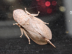 Ledromorpha planirostris