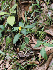 Impatiens pyrrhotricha