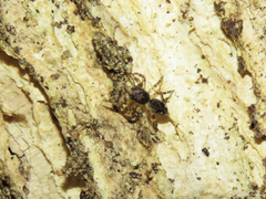 Titanattus parvus