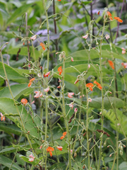 Hylodesmum repandum