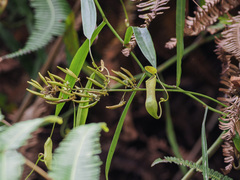 Nepenthes tobaica