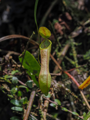 Nepenthes tobaica