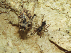Titanattus parvus