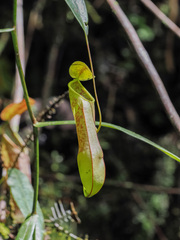 Nepenthes tobaica