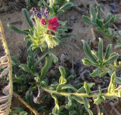 Echium sabulicola