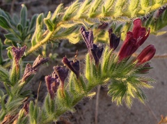 Echium sabulicola