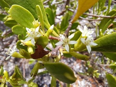Scyphiphora hydrophylacea