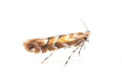Phyllonorycter hancola