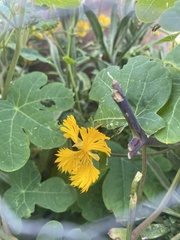 Tropaeolum seemannii