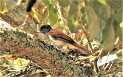 Terpsiphone viridis granti