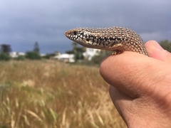 Chalcides ocellatus