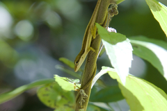 Anolis pulchellus