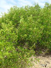 Scyphiphora hydrophylacea