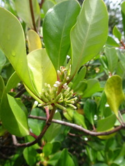 Scyphiphora hydrophylacea