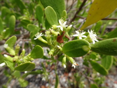 Scyphiphora hydrophylacea