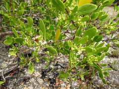 Scyphiphora hydrophylacea