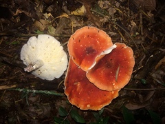 Leucopaxillus gracillimus