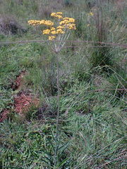 Helichrysum krebsianum
