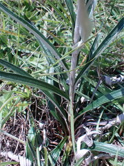Helichrysum krebsianum