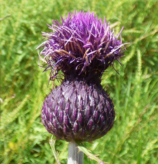 Cirsium grahamii