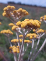 Helichrysum krebsianum
