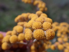 Helichrysum krebsianum