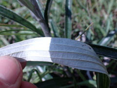Helichrysum krebsianum