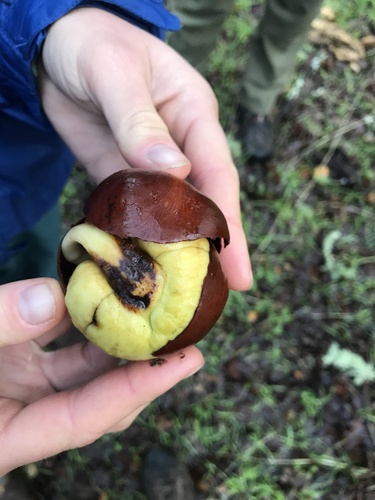 iNaturalist observation photo of California buckeye