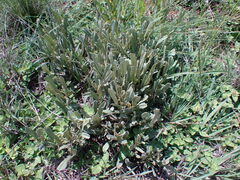 Hermannia lancifolia