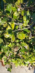 Elaeagnus pungens