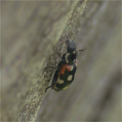 Eriopis punicola