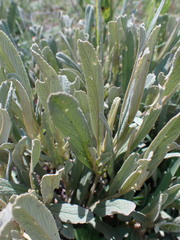 Hermannia lancifolia