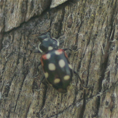 Eriopis punicola
