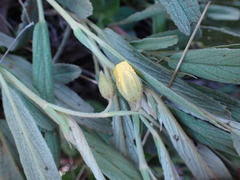 Hermannia lancifolia