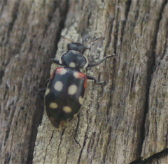 Eriopis punicola