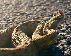 Vipera ammodytes